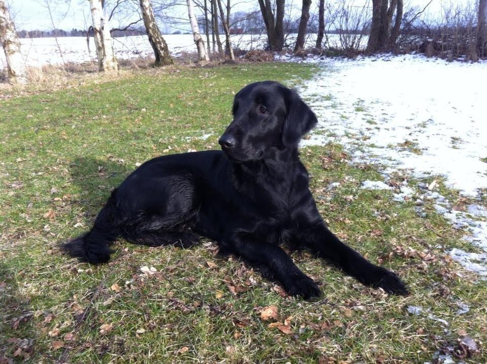 Flat coated retriever Zoey billede 8
