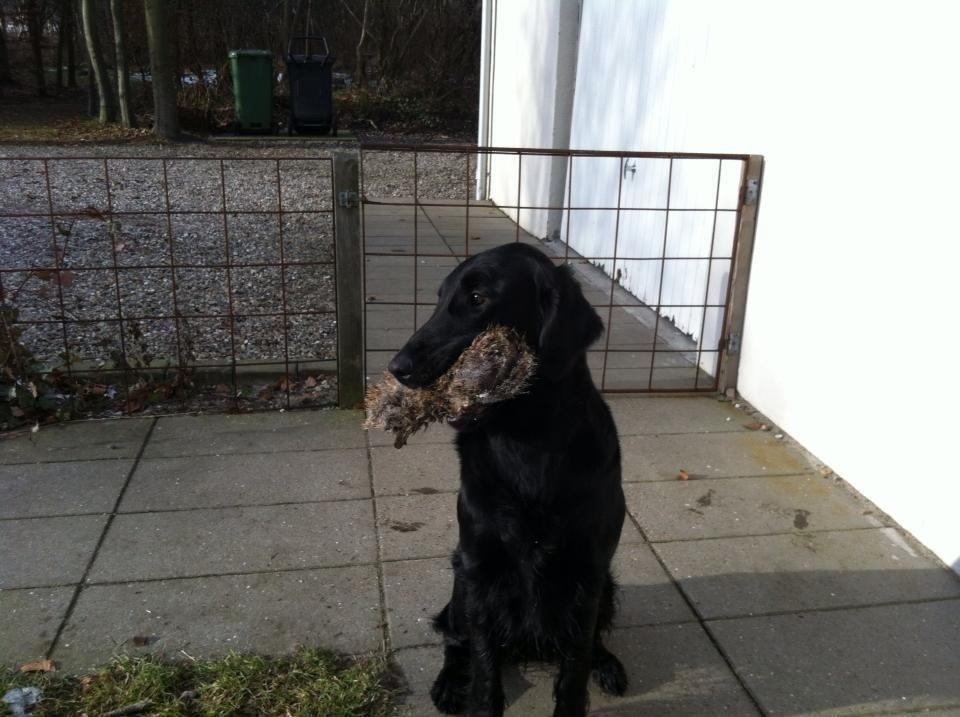Flat coated retriever Zoey billede 9