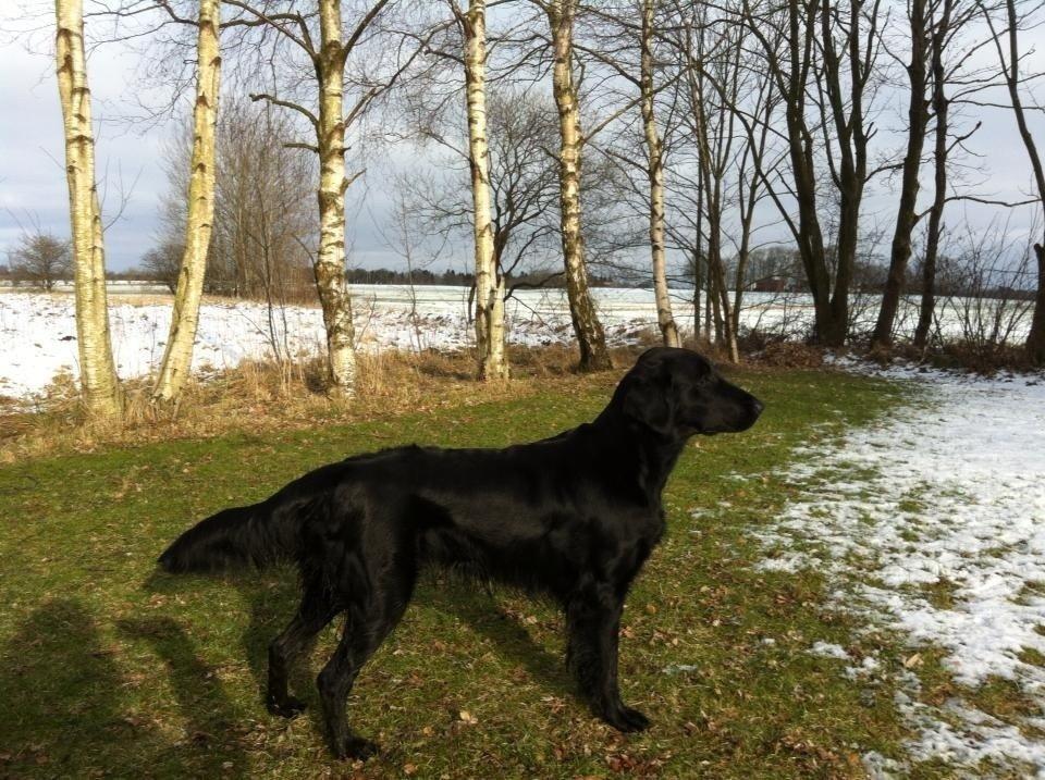 Flat coated retriever Zoey billede 10