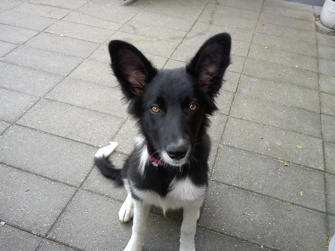 Border collie Viva - Man er jo lige ca. 5 mdr. og kan se noget så smuk ud. billede 1