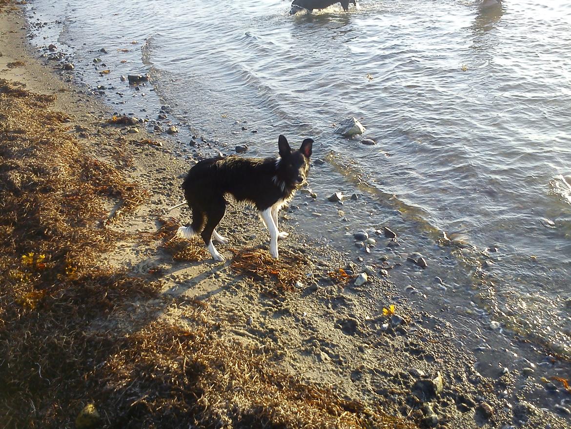 Border collie Viva - Man skal vel lære, at vandet ikke er farligt - det er det så ikke... ca. 7 mdr. billede 2