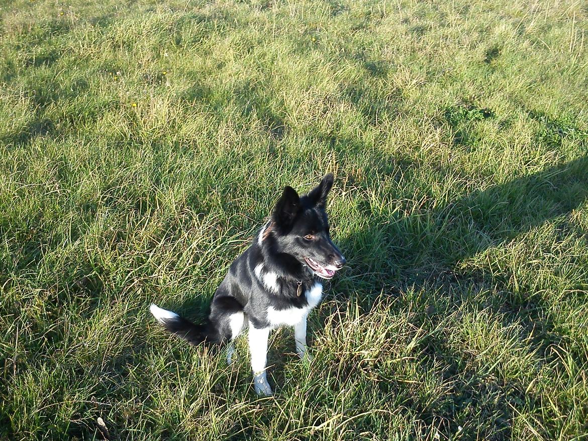 Border collie Viva - Fritræning i senåret 2012 billede 3