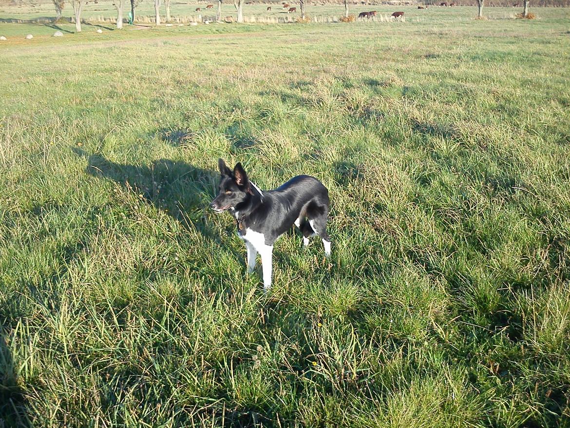 Border collie Viva - Fritræning i senåret 2012 billede 4