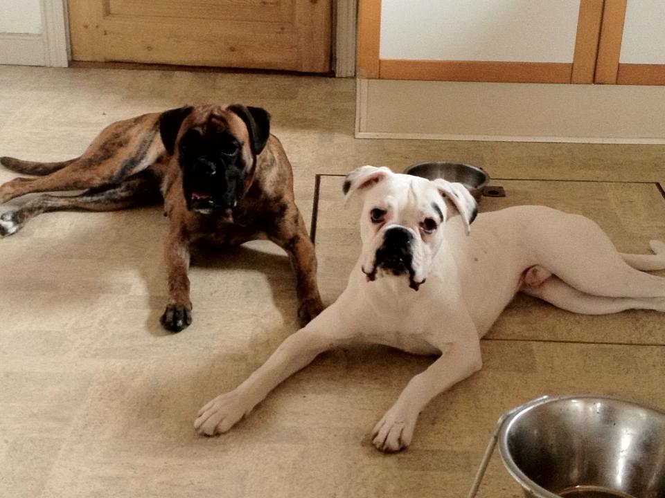 Boxer Balder billede 6