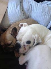 Boxer Balder billede 7