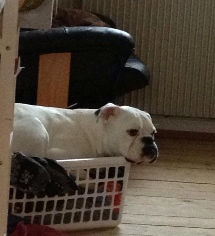 Boxer Balder billede 8