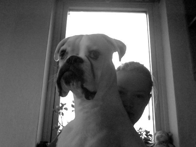 Boxer Balder billede 9