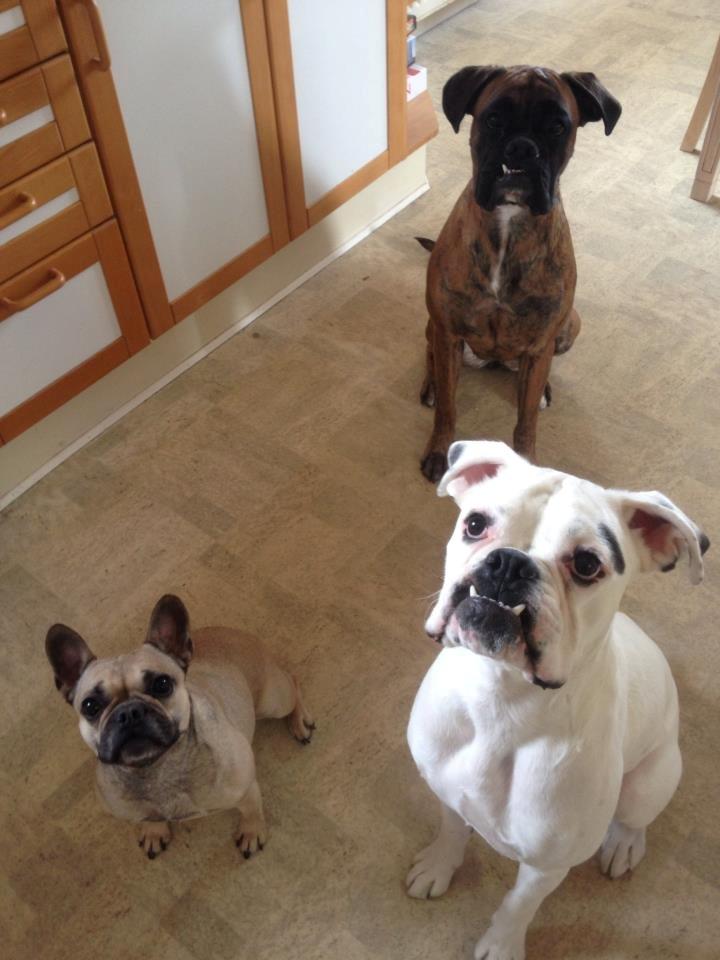 Boxer Balder billede 10