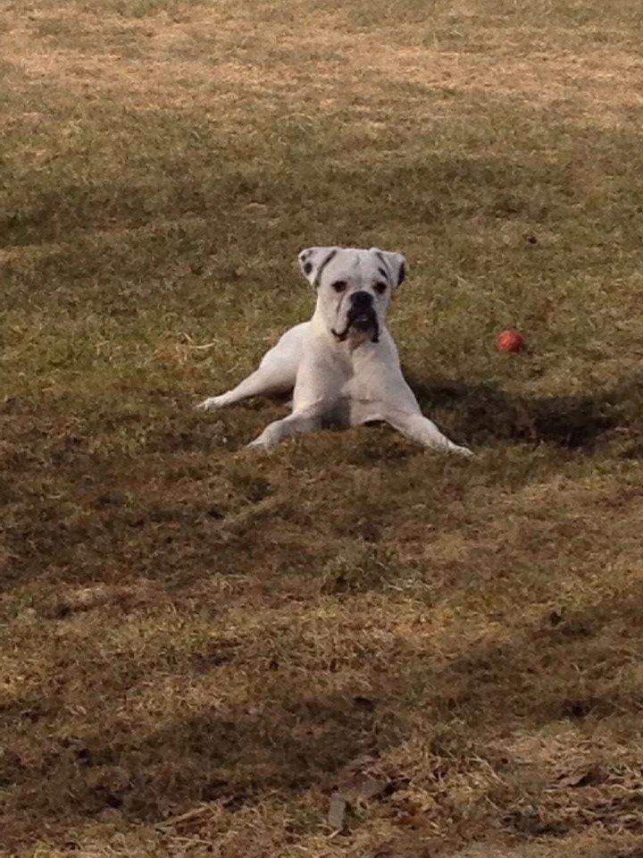 Boxer Balder billede 11