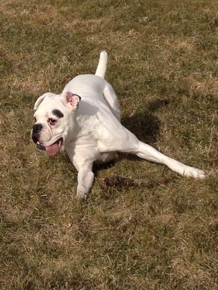 Boxer Balder billede 12