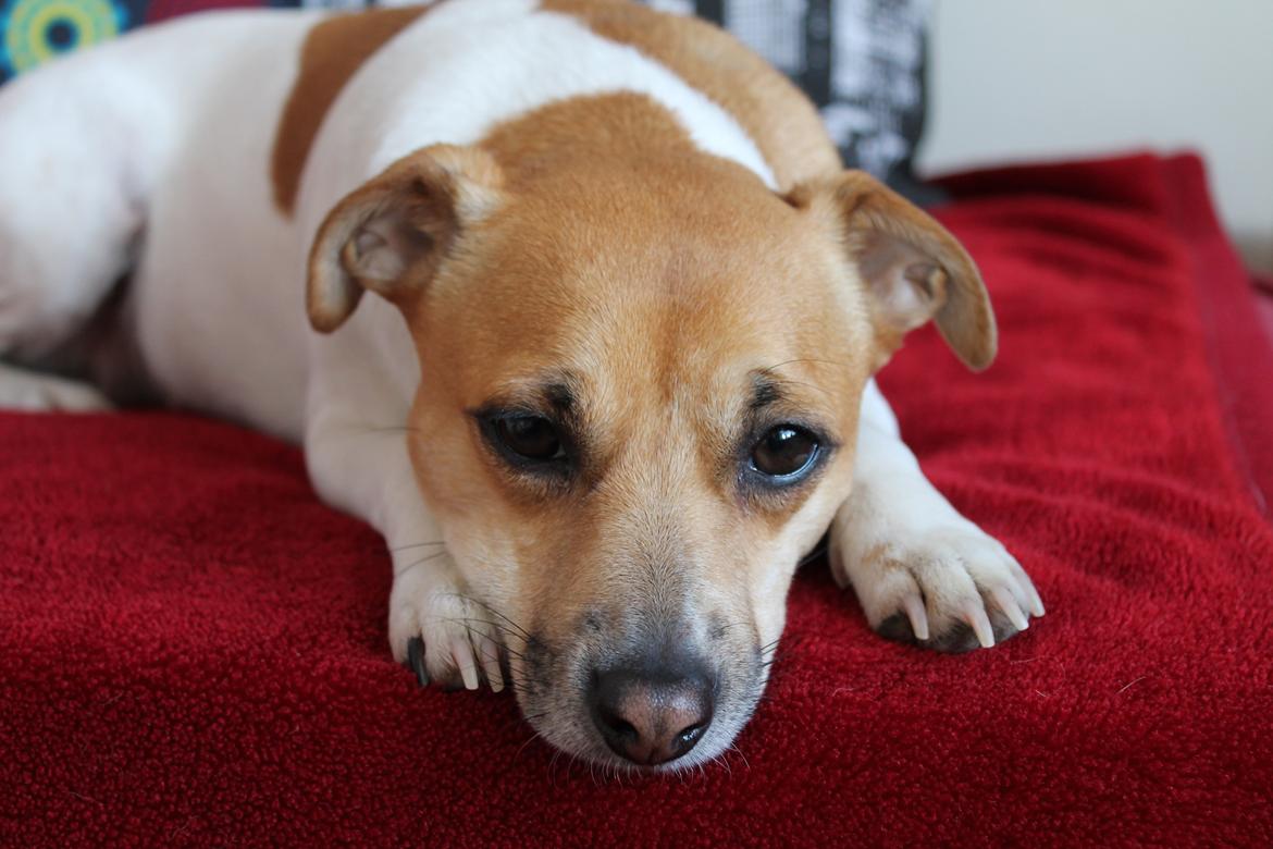 Dansk svensk gaardhund Chilli billede 3