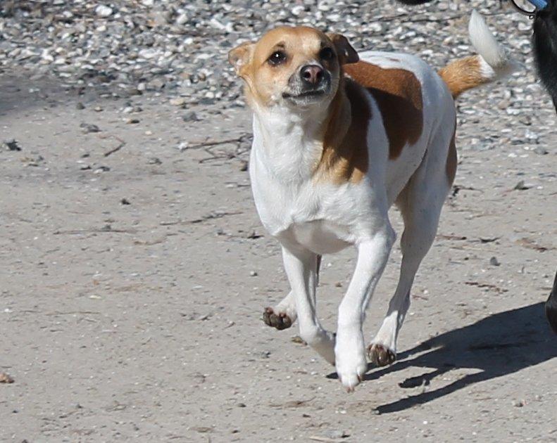 Dansk svensk gaardhund Chilli billede 4