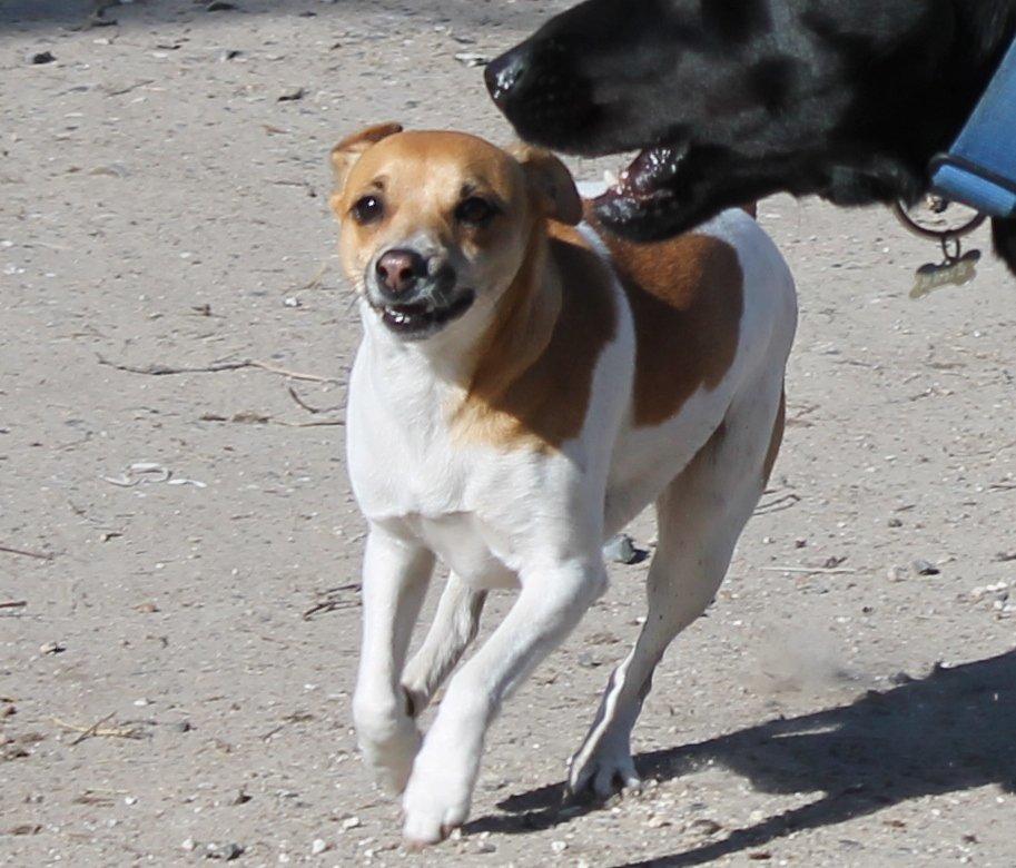 Dansk svensk gaardhund Chilli billede 14