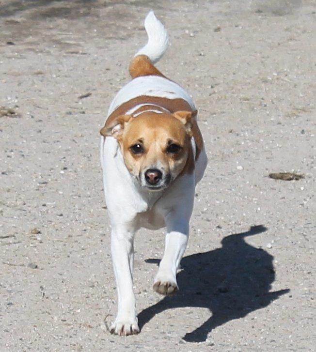 Dansk svensk gaardhund Chilli billede 5