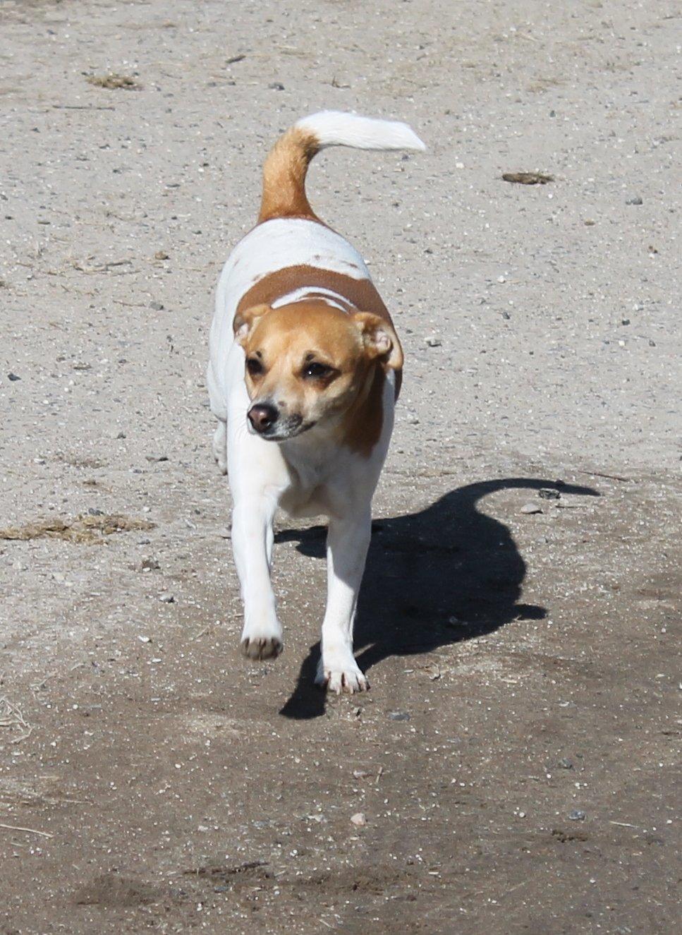 Dansk svensk gaardhund Chilli billede 15