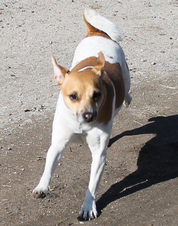 Dansk svensk gaardhund Chilli billede 16