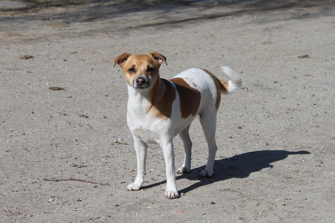 Dansk svensk gaardhund Chilli billede 17
