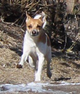 Dansk svensk gaardhund Chilli billede 11