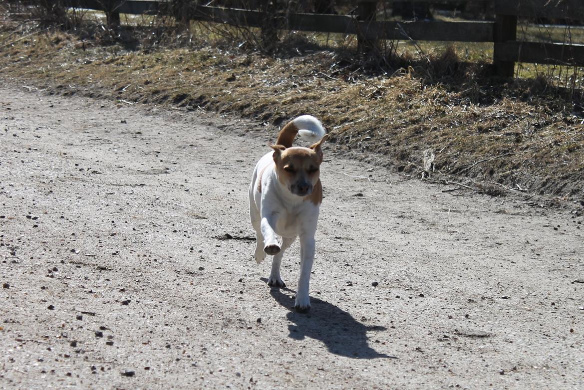 Dansk svensk gaardhund Chilli billede 18
