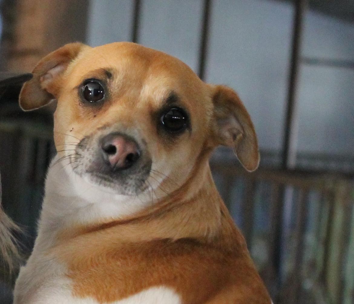 Dansk svensk gaardhund Chilli billede 19