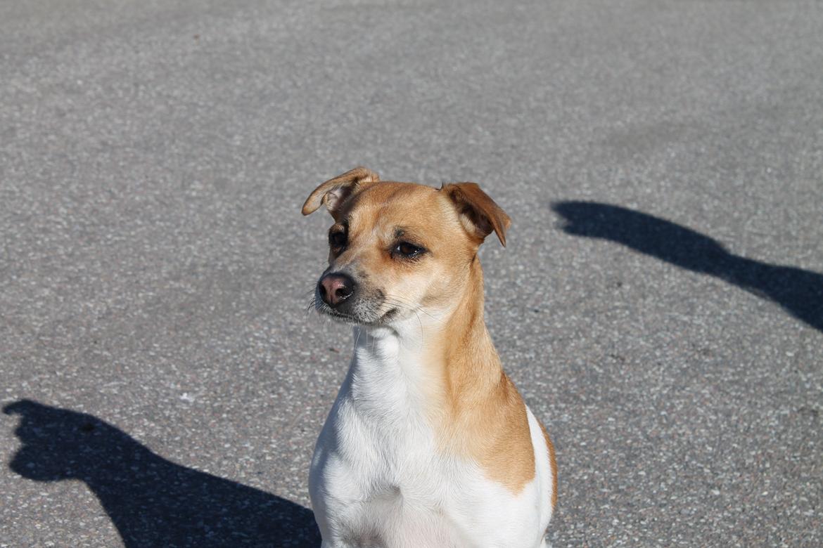 Dansk svensk gaardhund Chilli billede 20