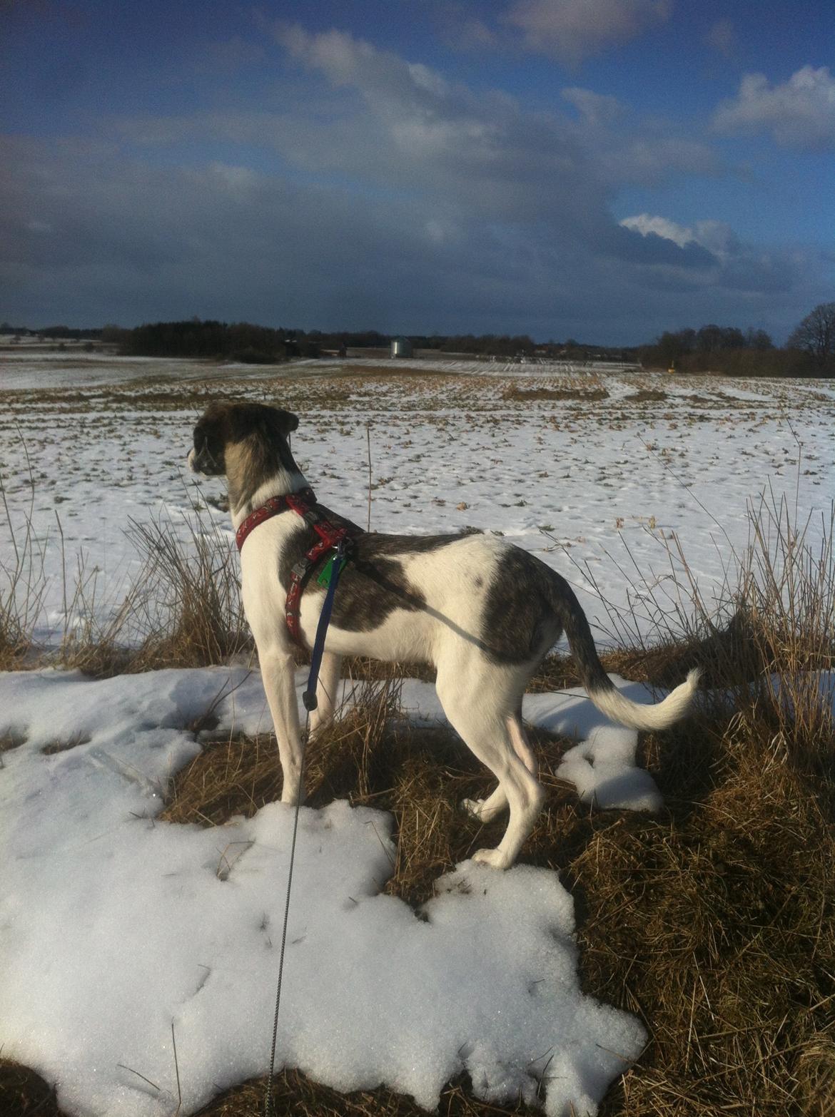 Blanding af racer Felix billede 18