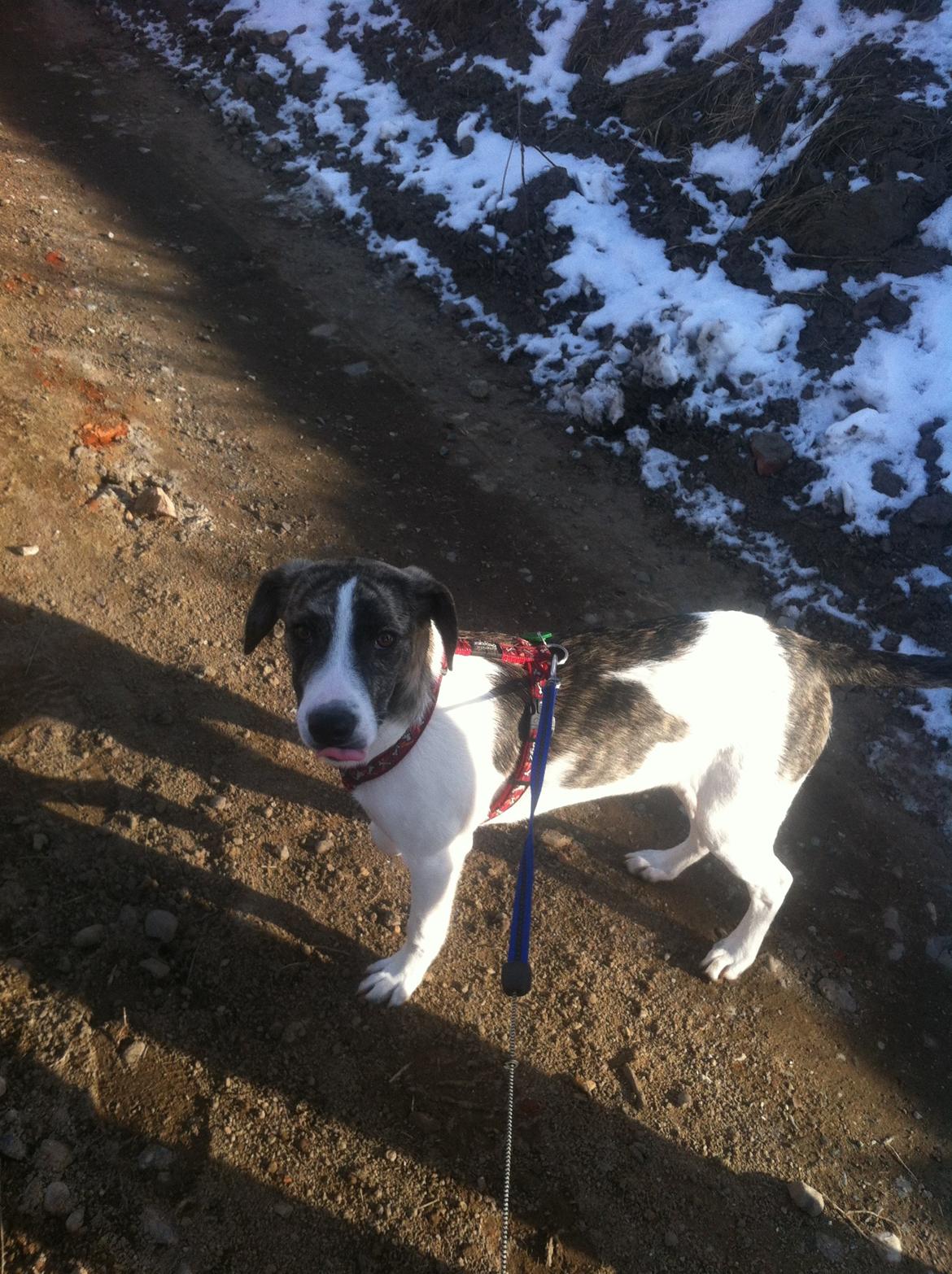 Blanding af racer Felix billede 19