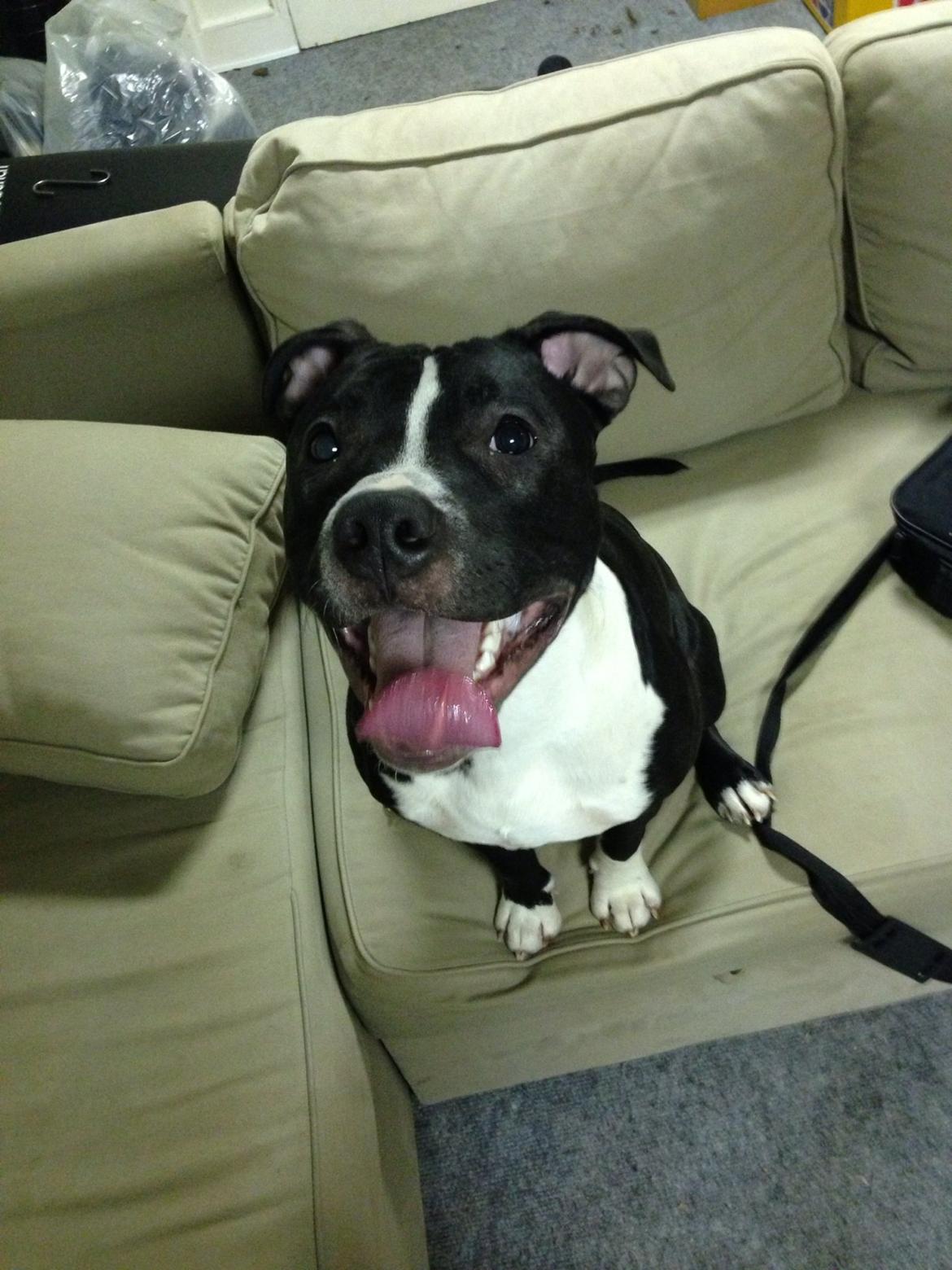 Blanding af racer Diablo billede 5