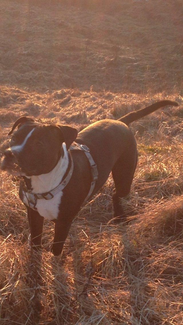 Blanding af racer Diablo billede 6