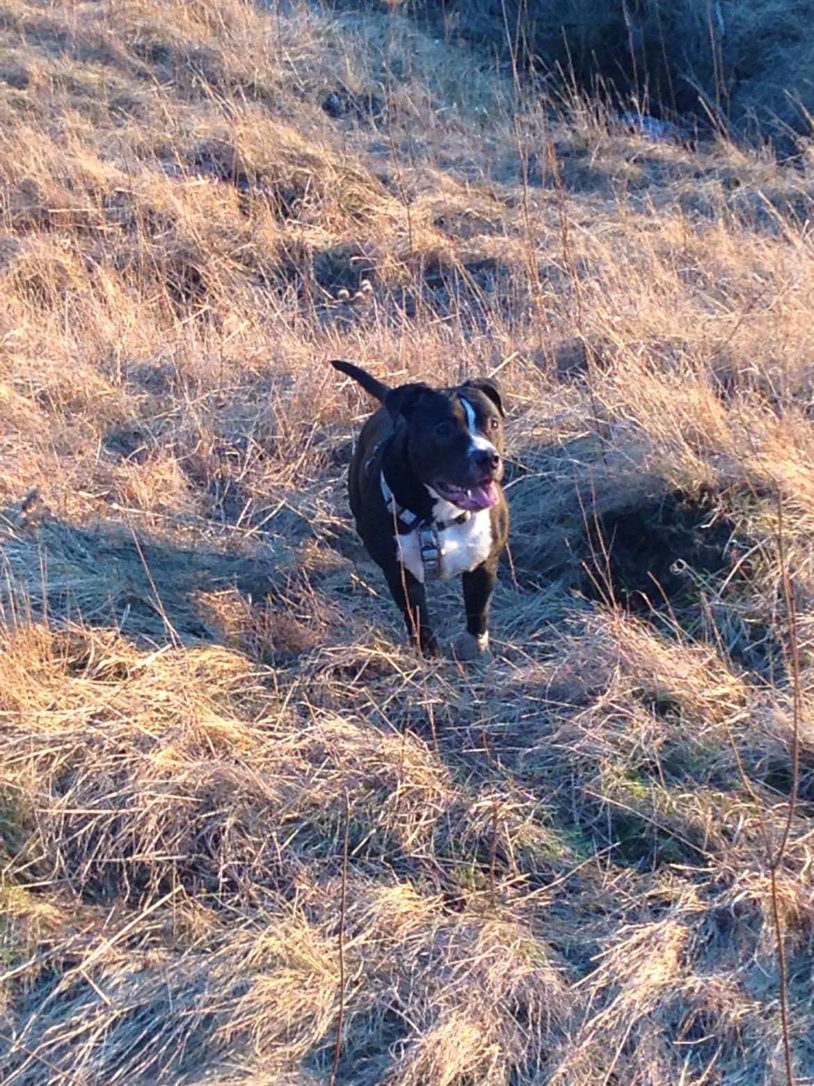 Blanding af racer Diablo billede 7