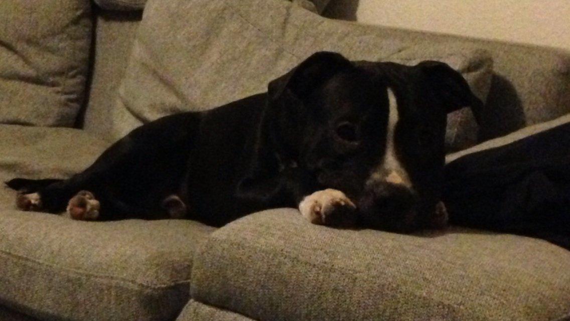 Blanding af racer Diablo billede 8