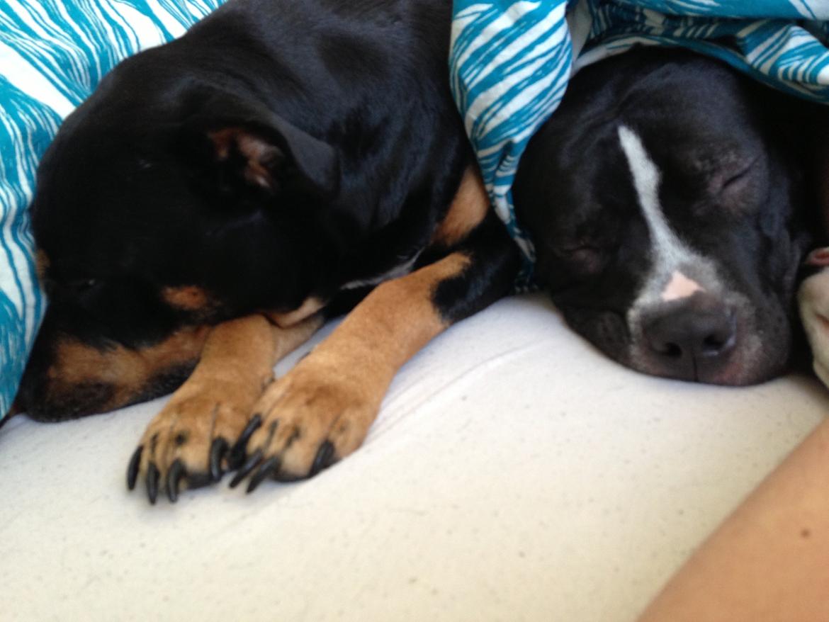 Blanding af racer Diablo billede 9