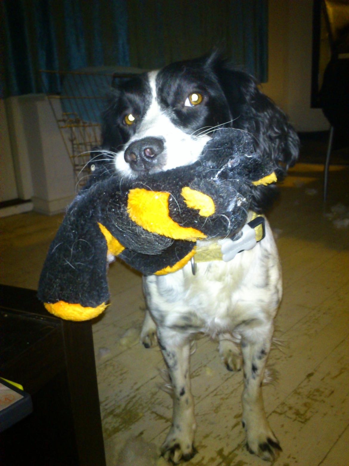 Field Trial spaniel Sally billede 16