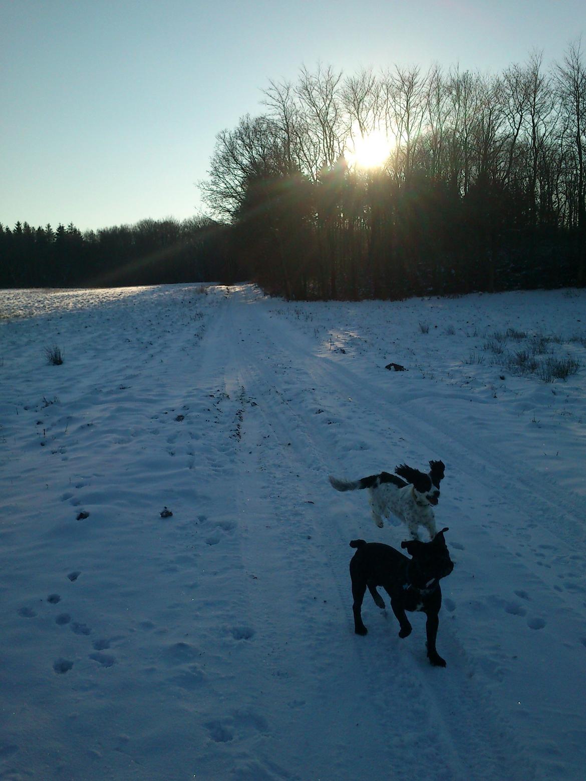 Field Trial spaniel Sally billede 17