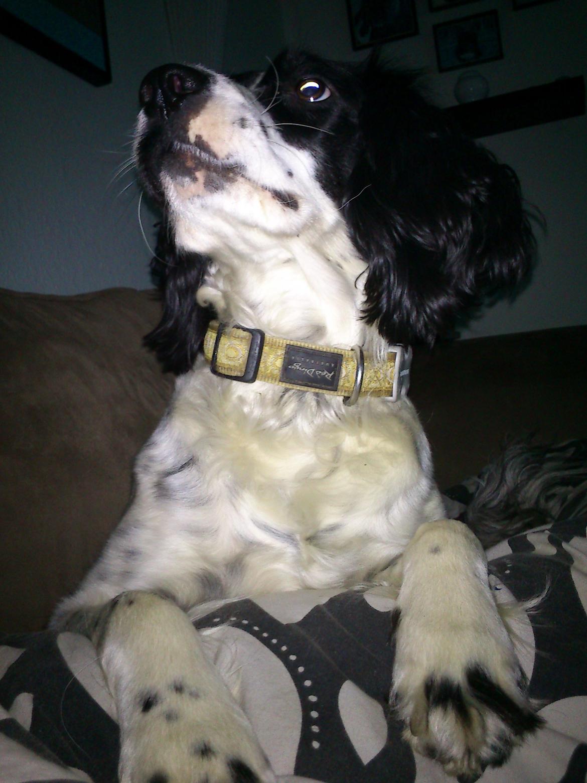 Field Trial spaniel Sally billede 18