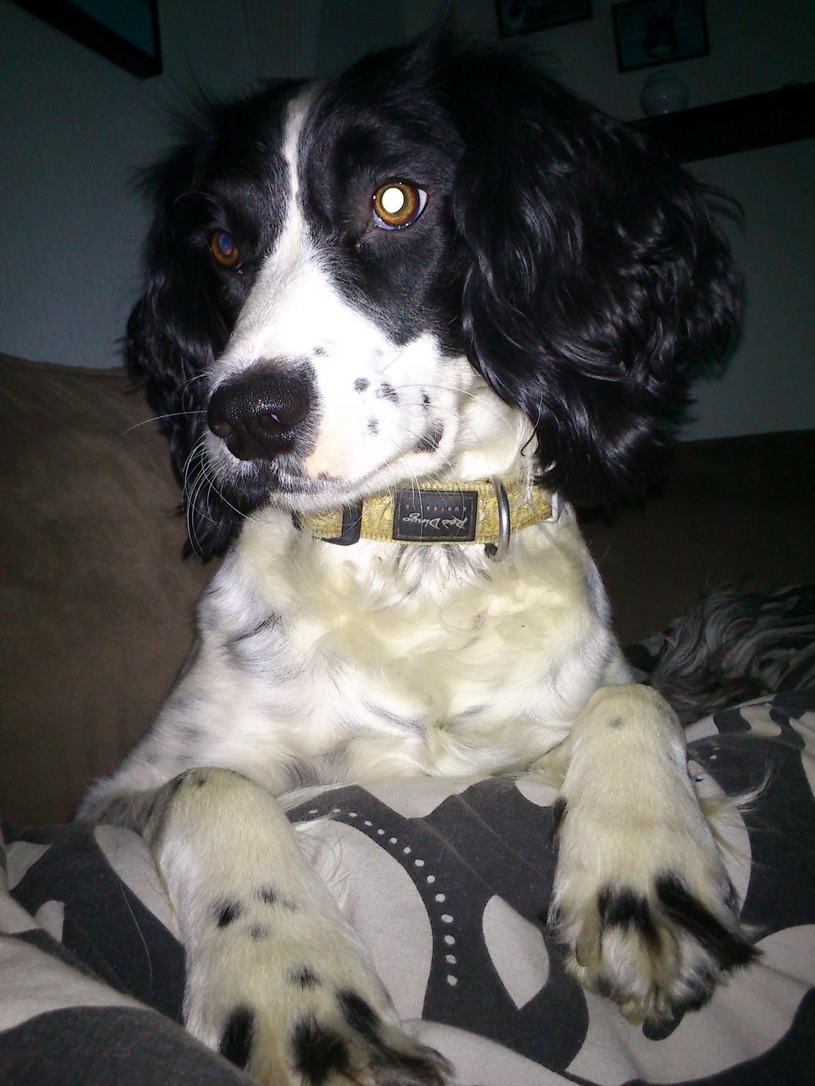 Field Trial spaniel Sally billede 19