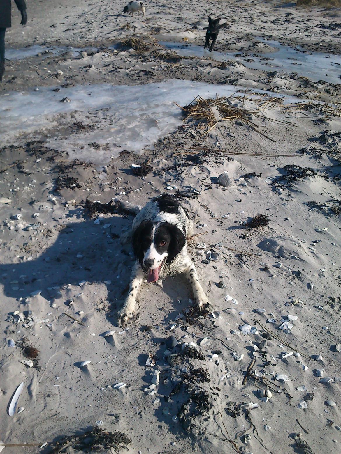 Field Trial spaniel Sally billede 20