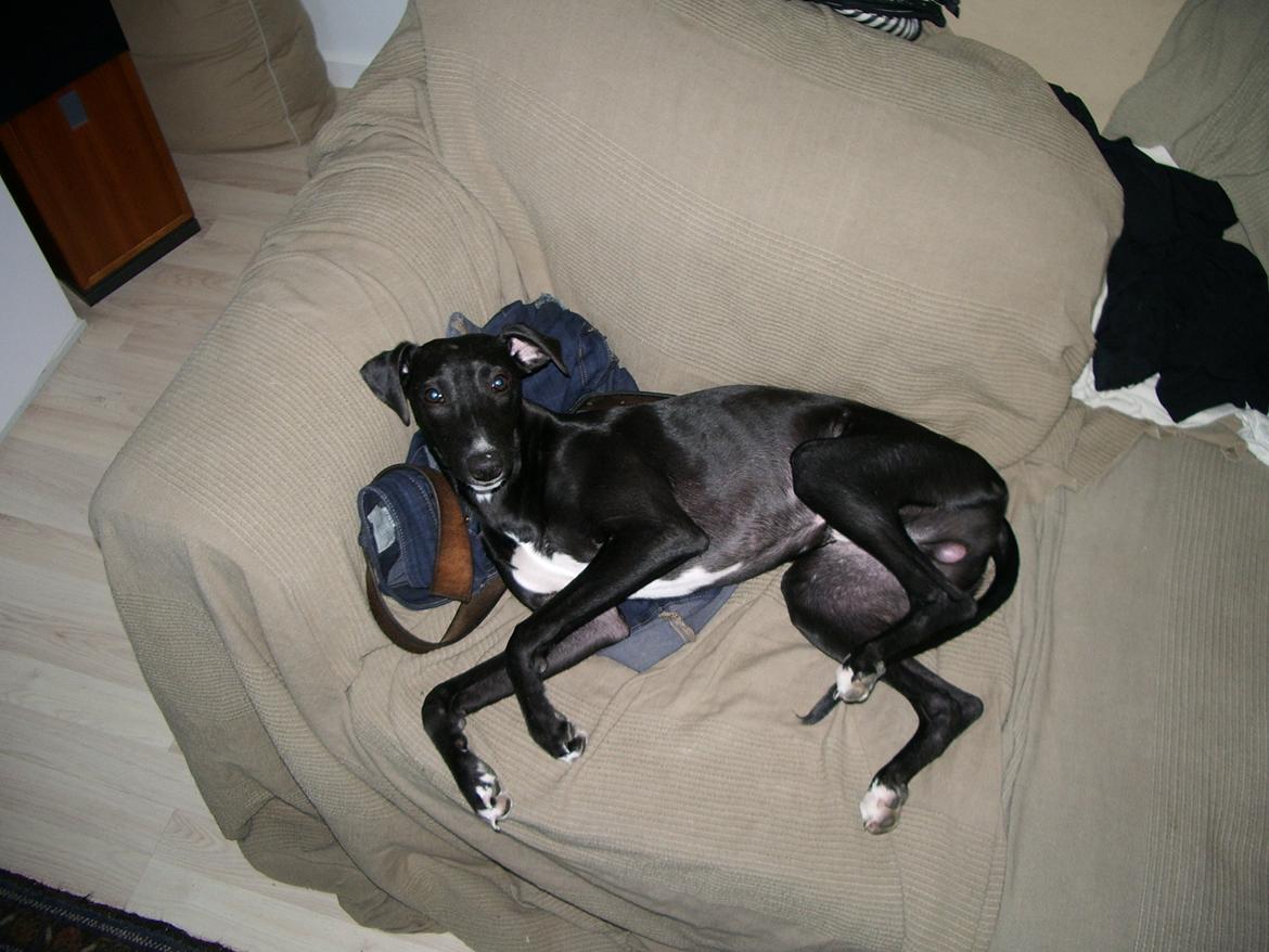 Whippet *StarRunners Dex - Ligger i sofaen og ser uskyldig ud...  billede 9