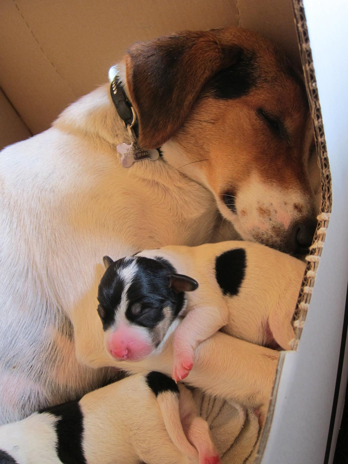 Blanding af racer Pluto - Et babybillede jeg fik tilsendt af hans "forældre" ;) billede 7