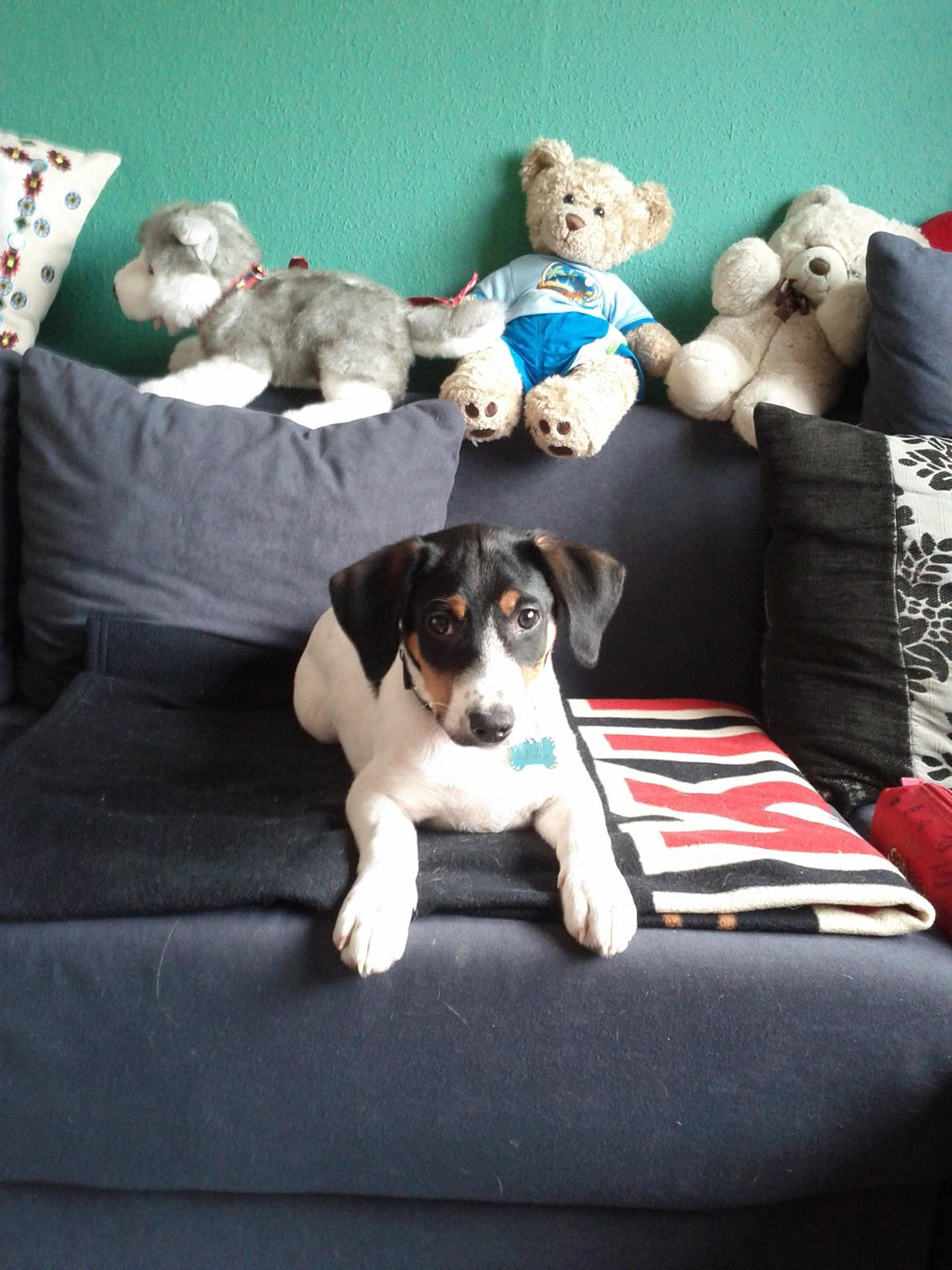 Blanding af racer Pluto - En stor baby på sofaen ;) billede 16