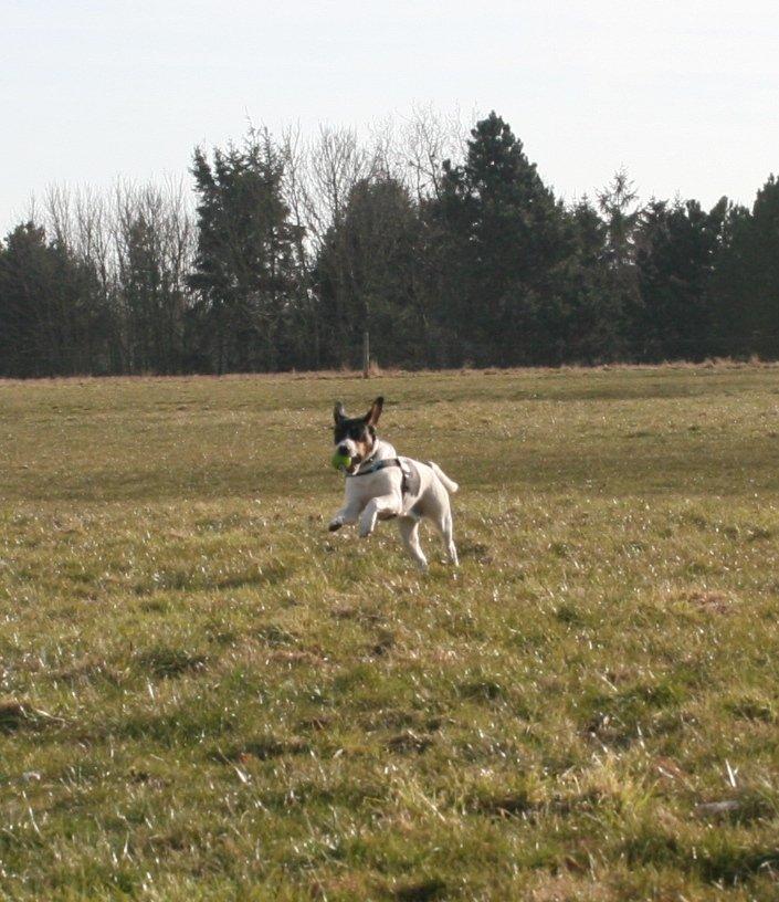 Blanding af racer Pluto - SPRING med bolden! billede 17