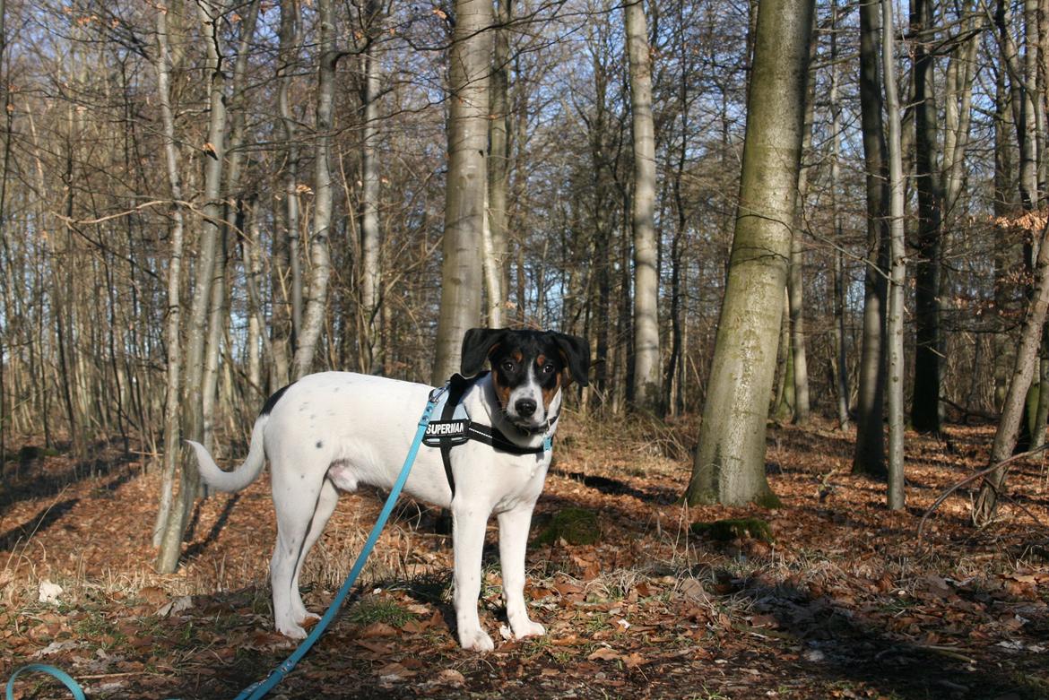 Blanding af racer Pluto - Søde Pluto på gåtur i skoven :) billede 18