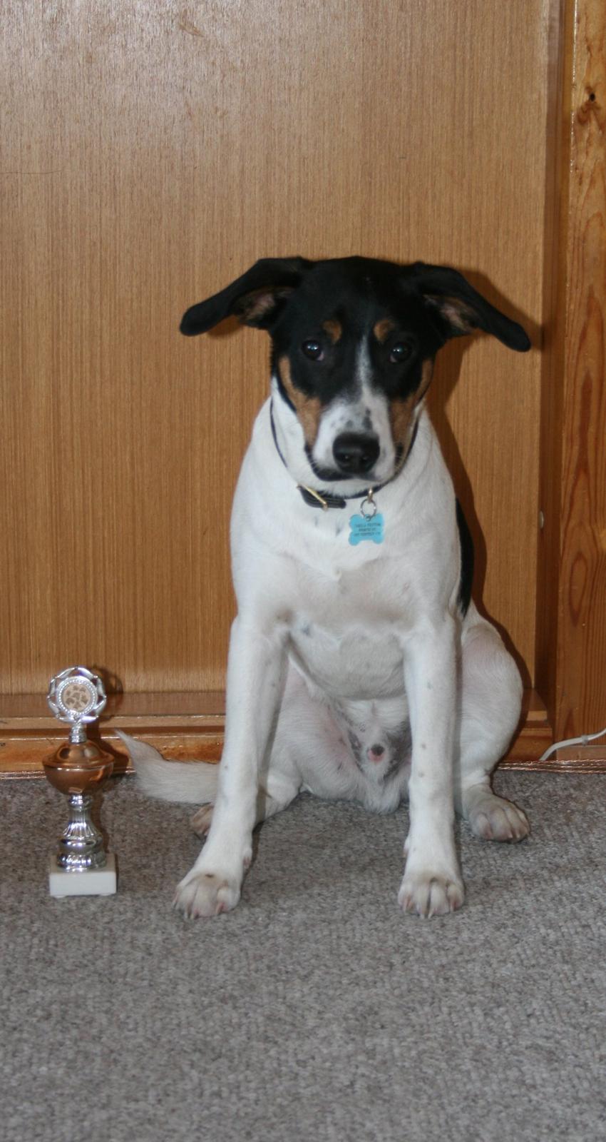 Blanding af racer Pluto - Pluto med hans fine pokal efter hvalpeafslutning hvor han fik højeste point :) <3 billede 8