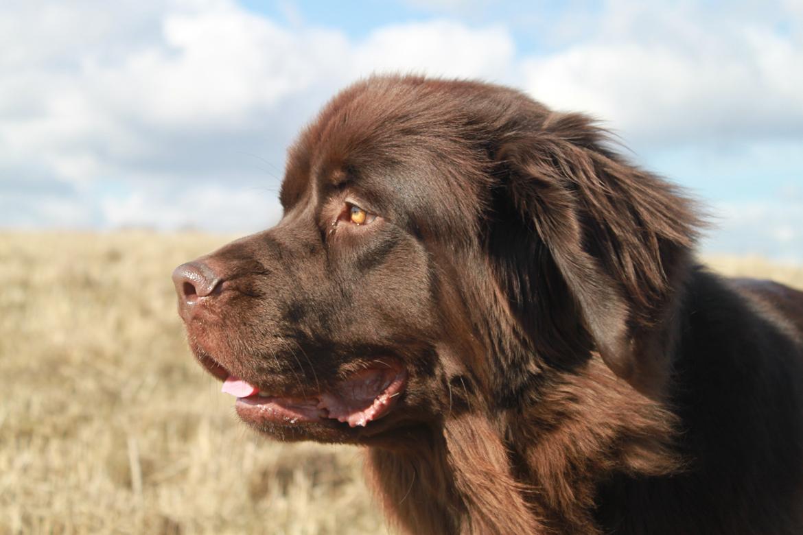Newfoundlænder Alma - Godt vejr.. det skal nydes. billede 7