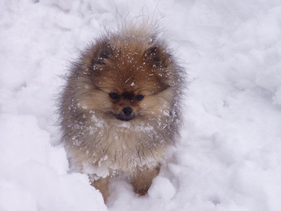 Pomeranian Misha billede 1