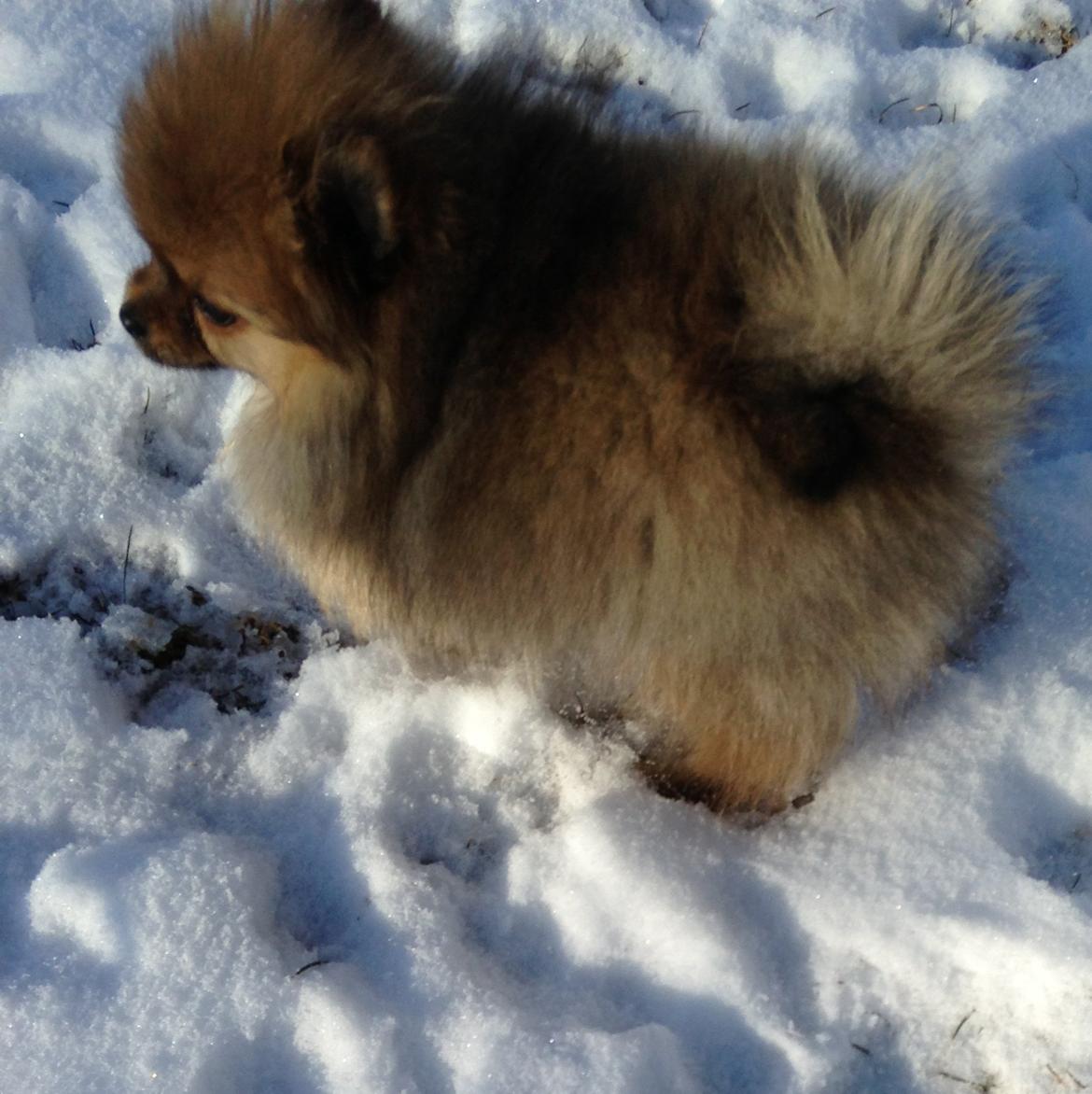 Pomeranian Misha billede 2