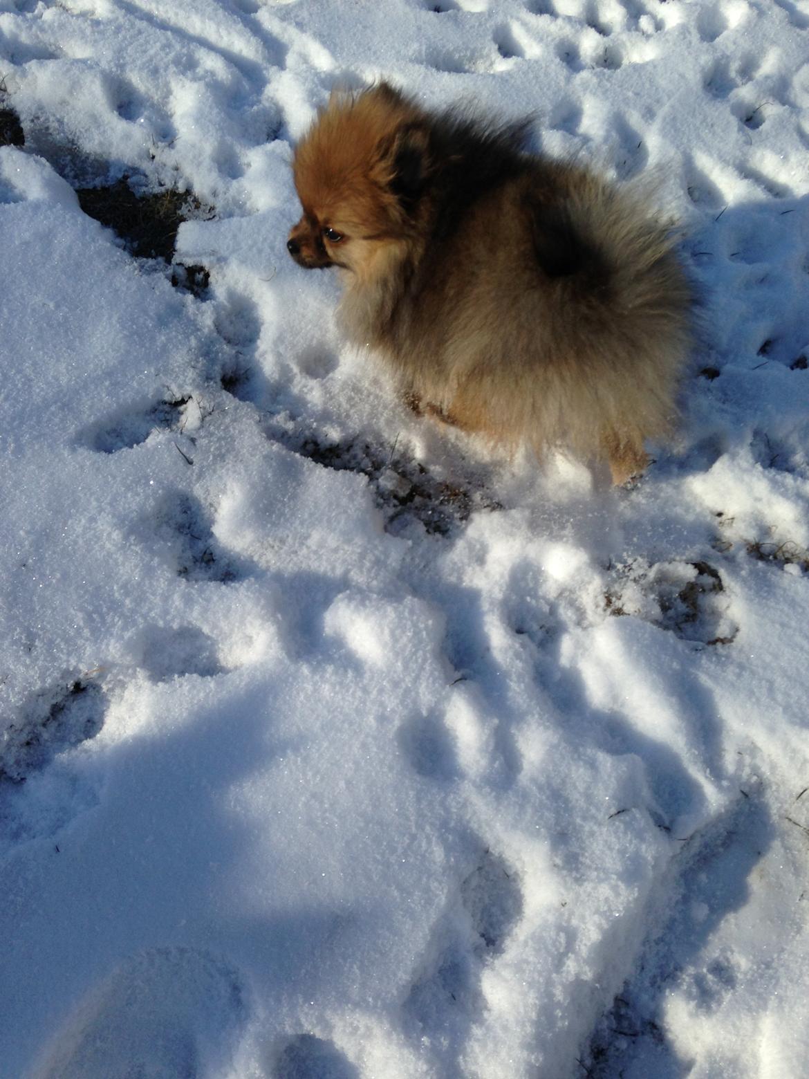 Pomeranian Misha billede 3