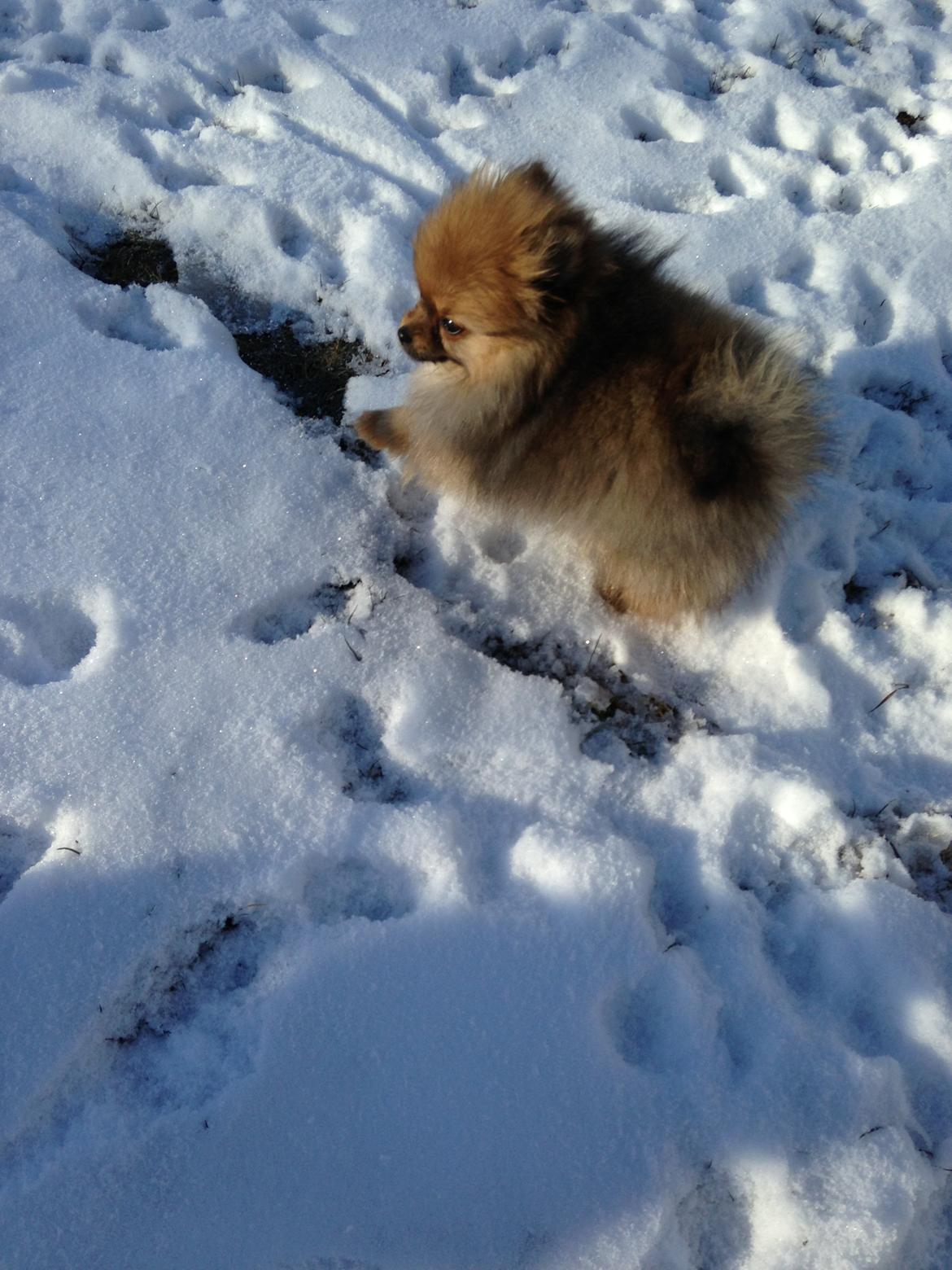 Pomeranian Misha billede 4