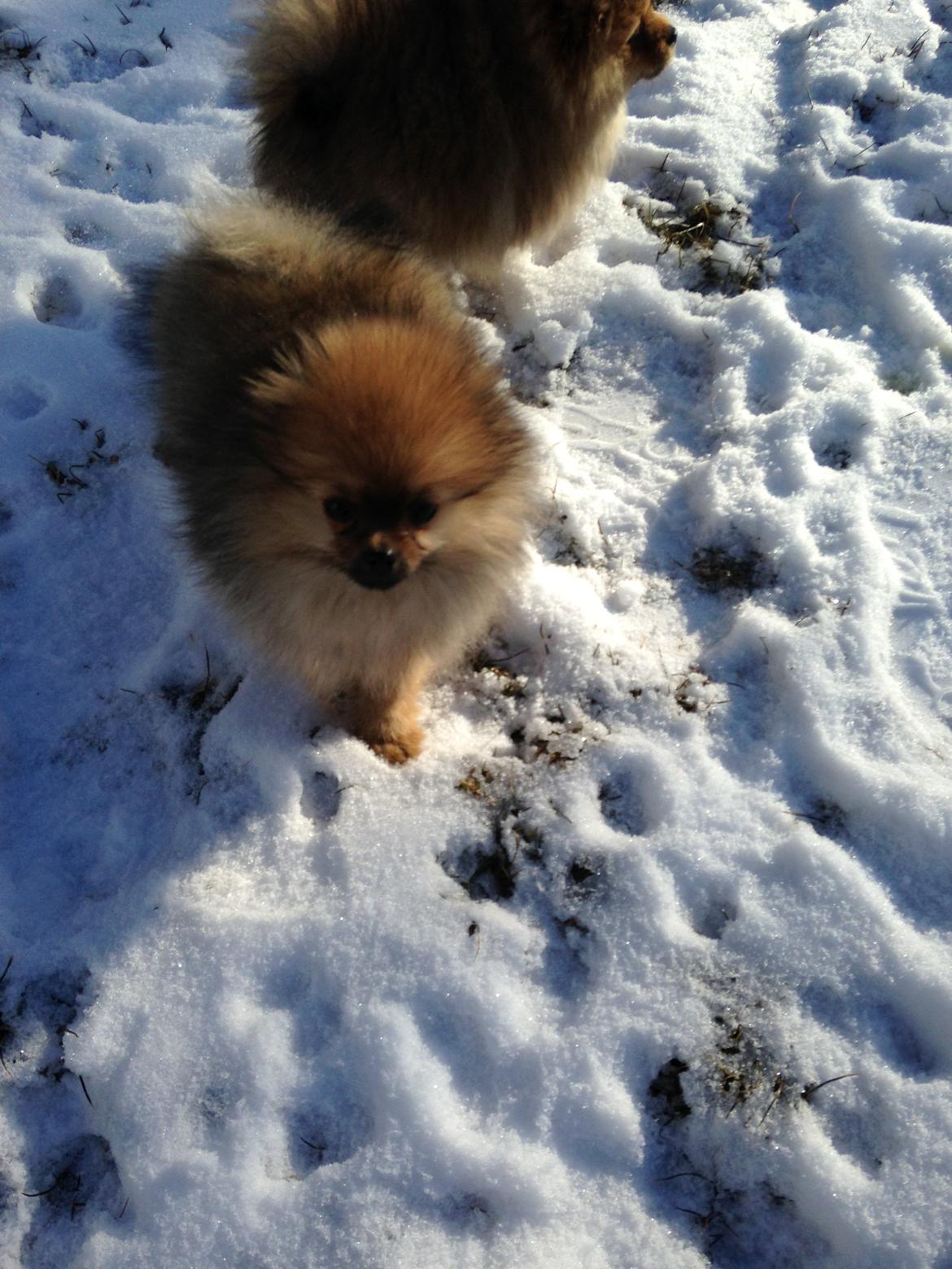 Pomeranian Misha billede 5