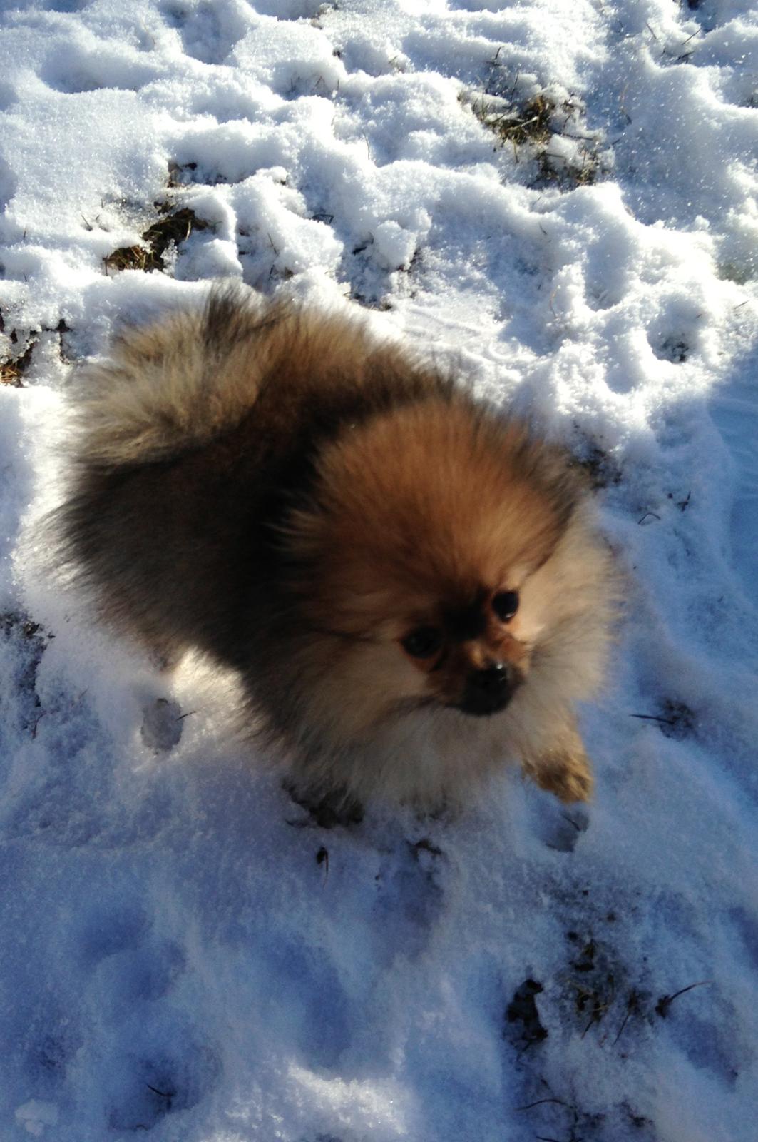 Pomeranian Misha billede 6